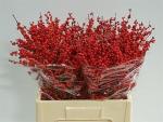Vollsortiment - Ilex, 40 cm